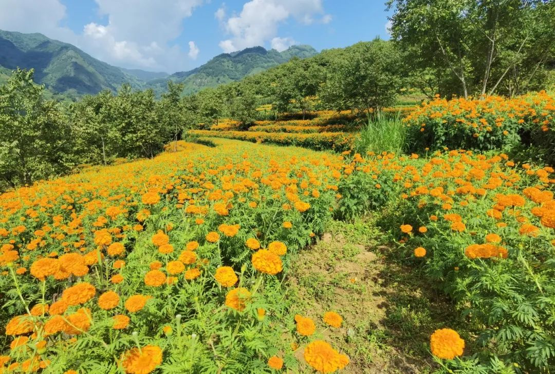 湘潭大学，田间地头的新课堂——探索新闻课堂与文旅融合之路