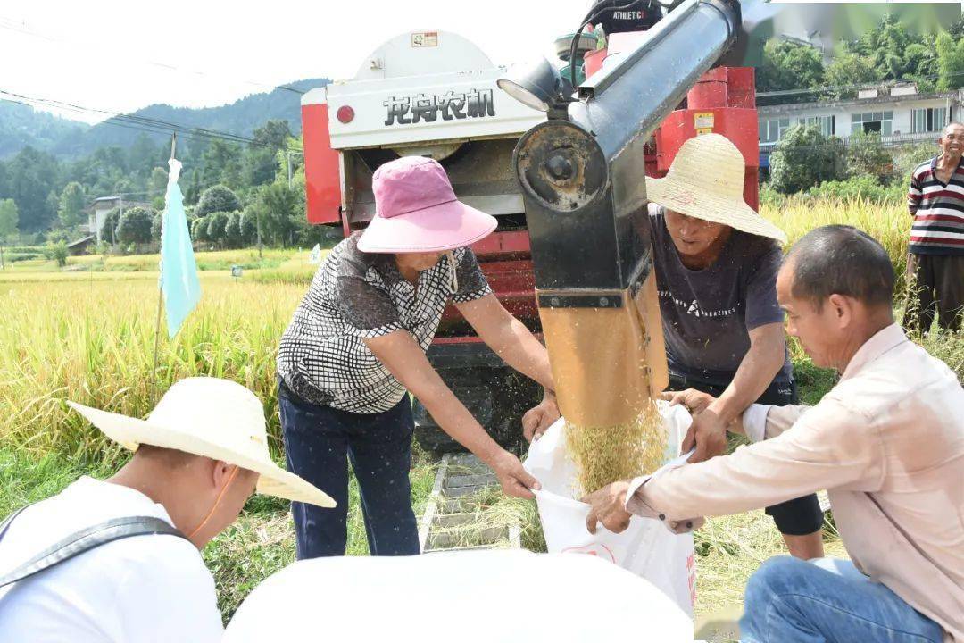 余庆县稻谷丰收，喜悦与展望共融未来