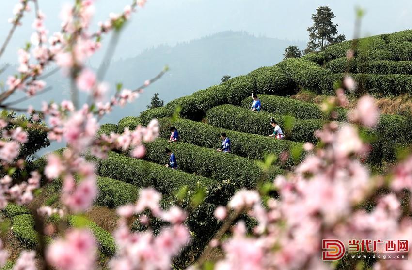 广西三江初冬茶园美景如画