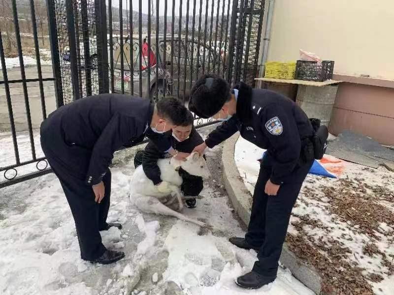 警民联手救助傻狍子，人与自然和谐共生的美好瞬间