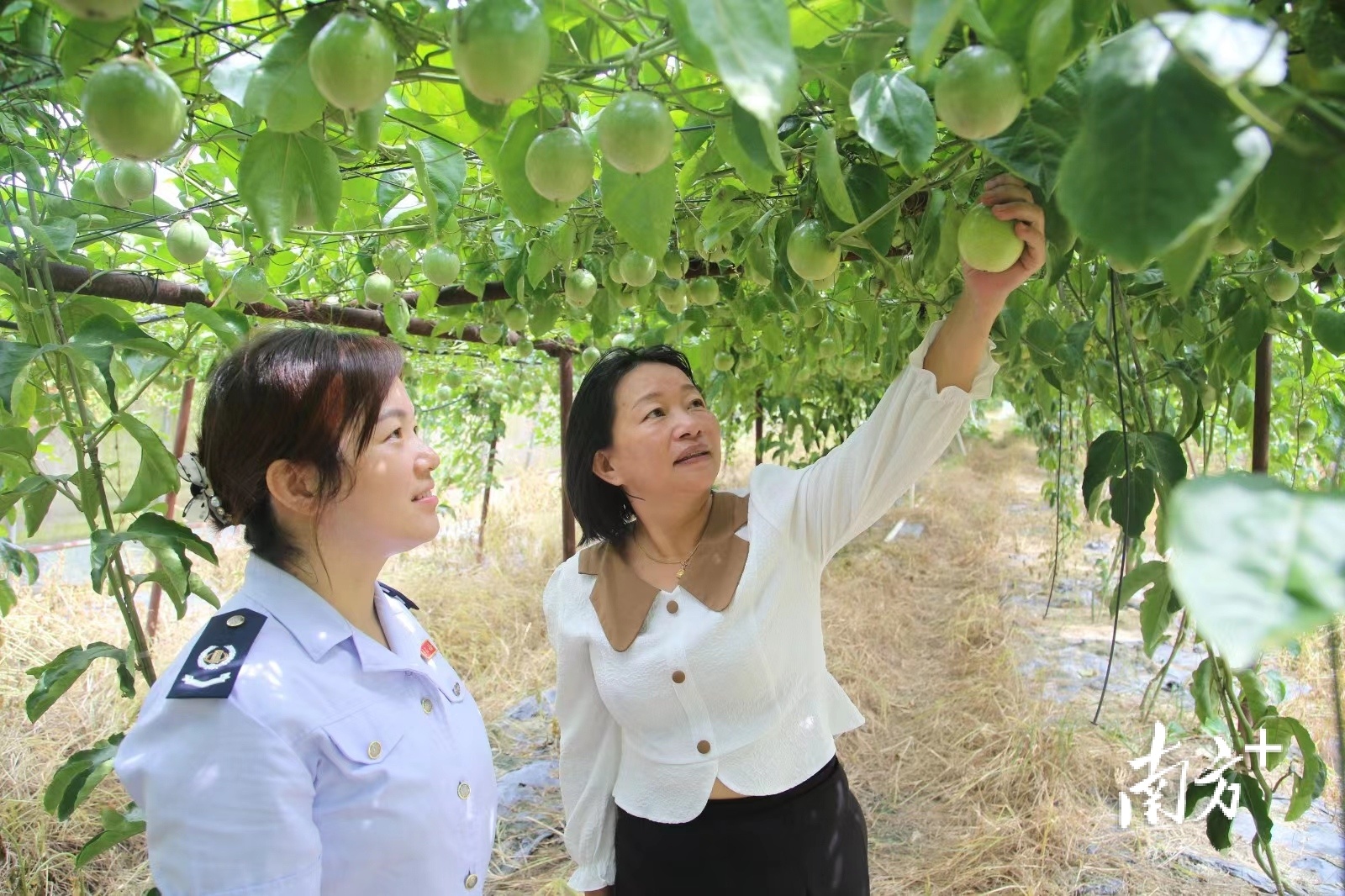 汕尾税务助力土特产成富民增收金招牌纪实