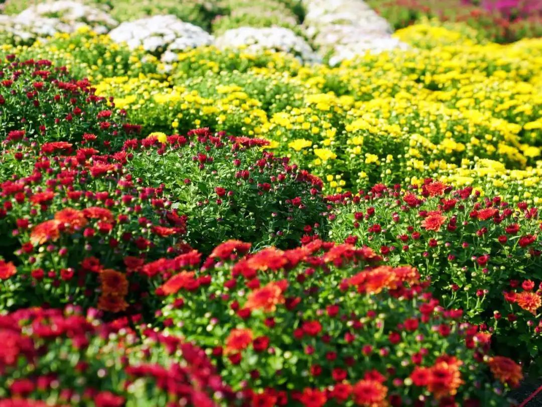 闵行区绝美菊花盛宴，意外之喜