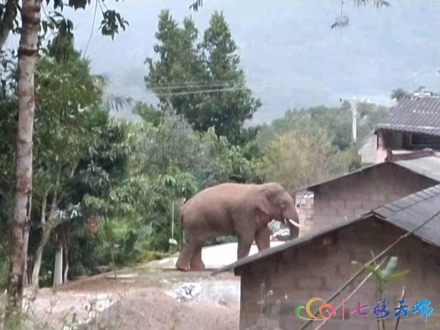 景谷县正兴镇球场变市场豆子丰收销售繁忙景象