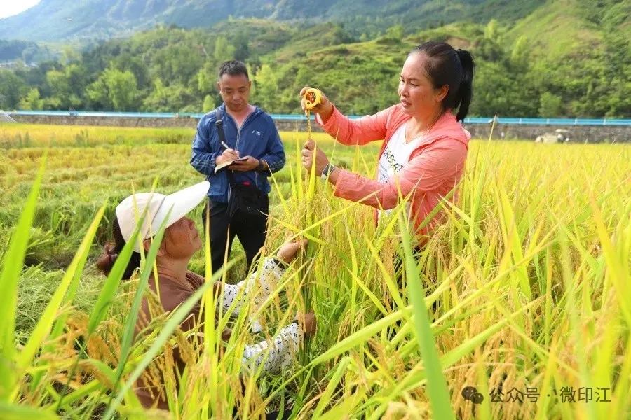 印江县杨柳镇丰收喜悦四溢