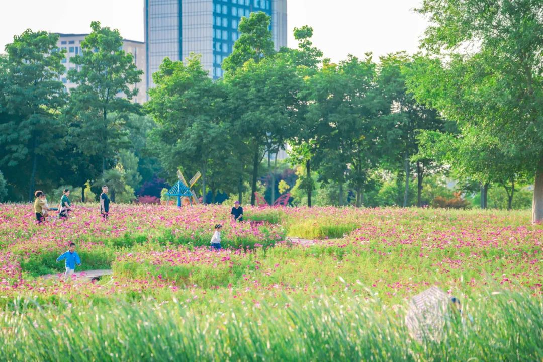 合肥滨湖塘西河公园波斯菊盛开，惊艳绽放的美景