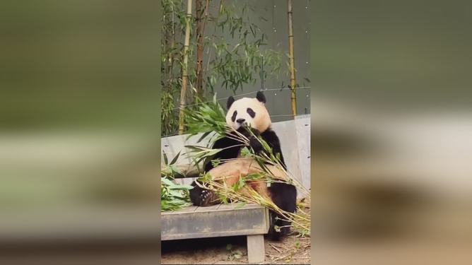 福宝萌态美食之旅，最新吃播上线