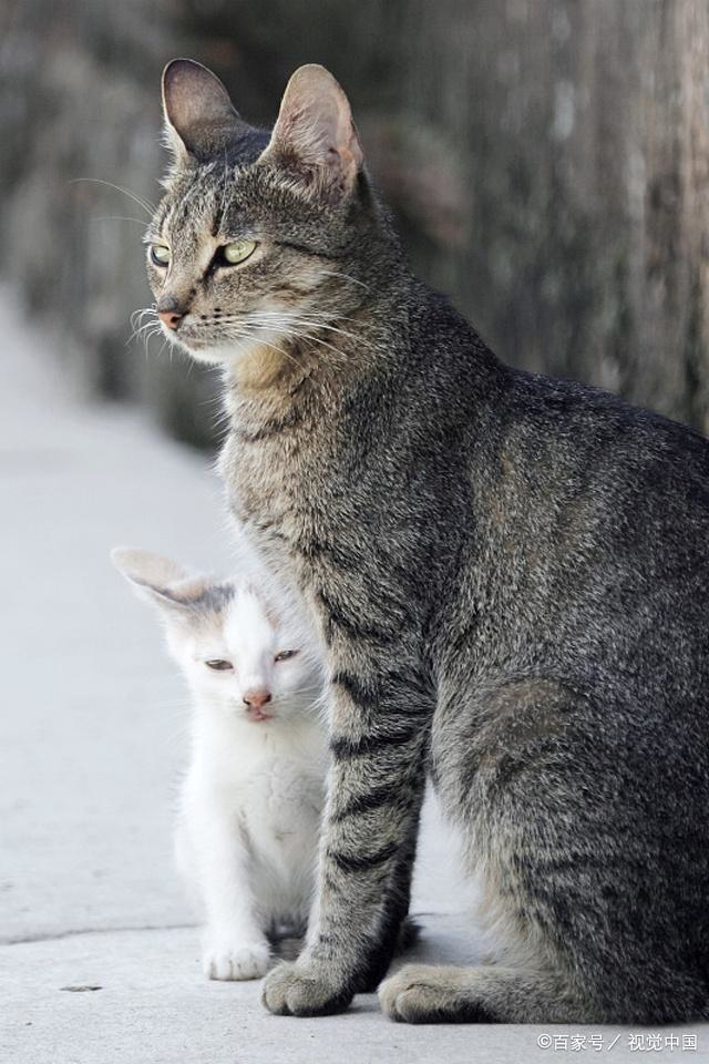 中国狸花猫的优缺点深度解析