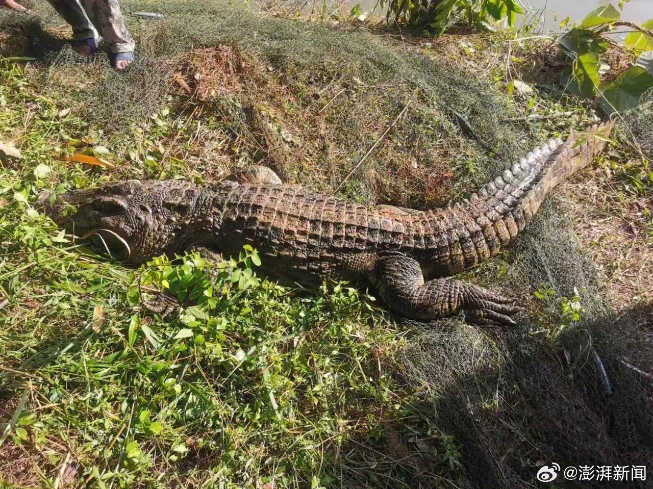 洞庭湖可钓区惊现鳄鱼？揭秘谣言与公众应对策略