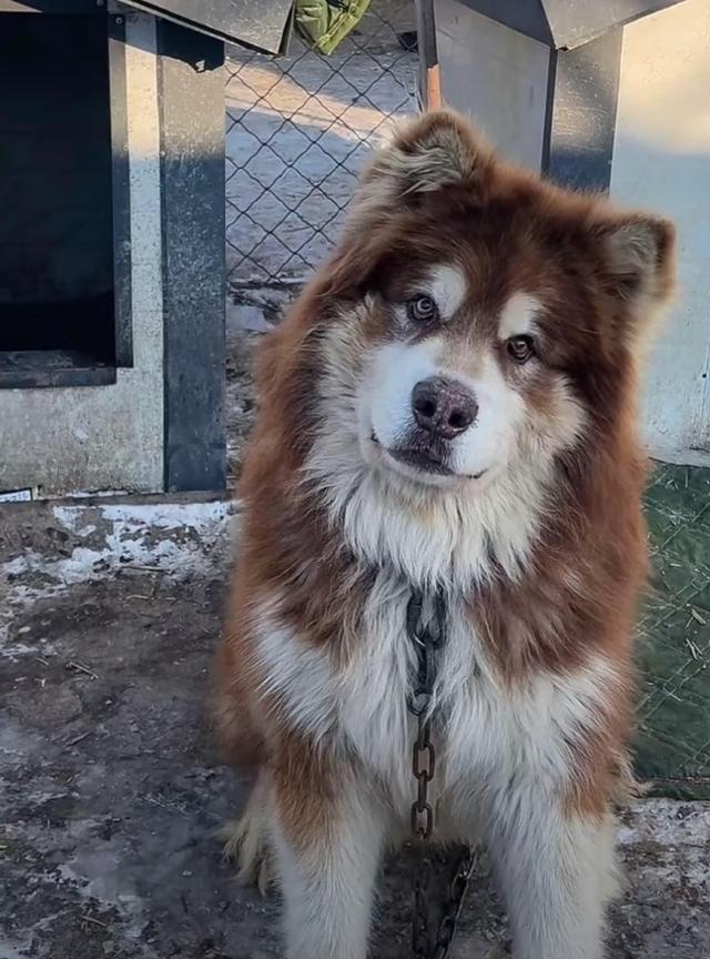 潘宏狗狗洗澡致死事件真相探究